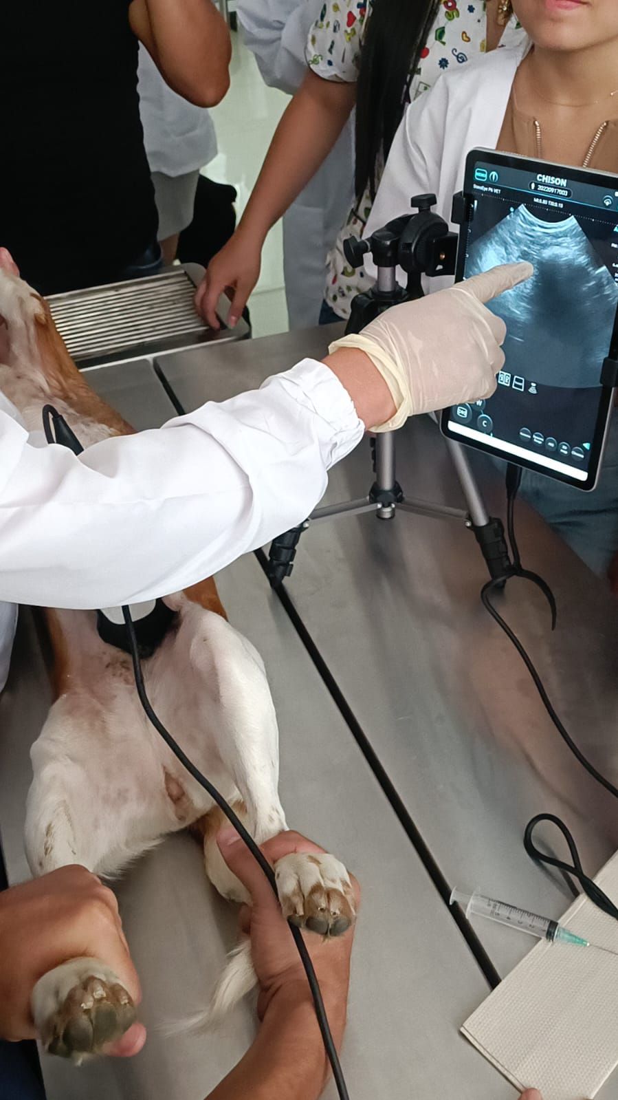 Portable ultrasound scanner with excellent Doppler ultrasound and high quality imaging. Ideal for companion animals, equine applications and mixed practices.