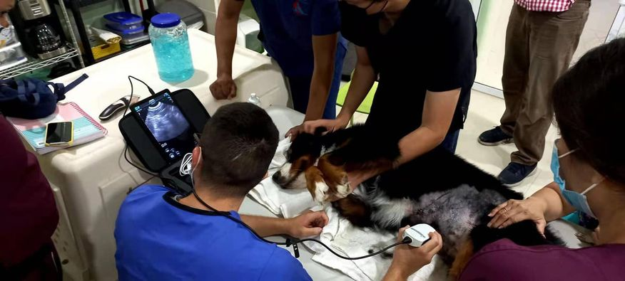 Lightweight, portable and rugged veterinary ultrasound unit for all types of veterinary practices. The ultrasound unit is very portable.