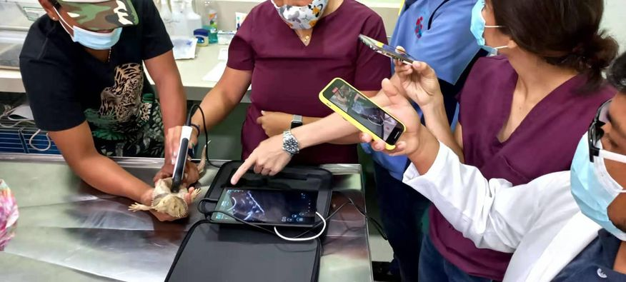 Our versatile portable veterinary ultrasound equipment is suitable for a variety of animals, including companion animals, farm animals and horses. 