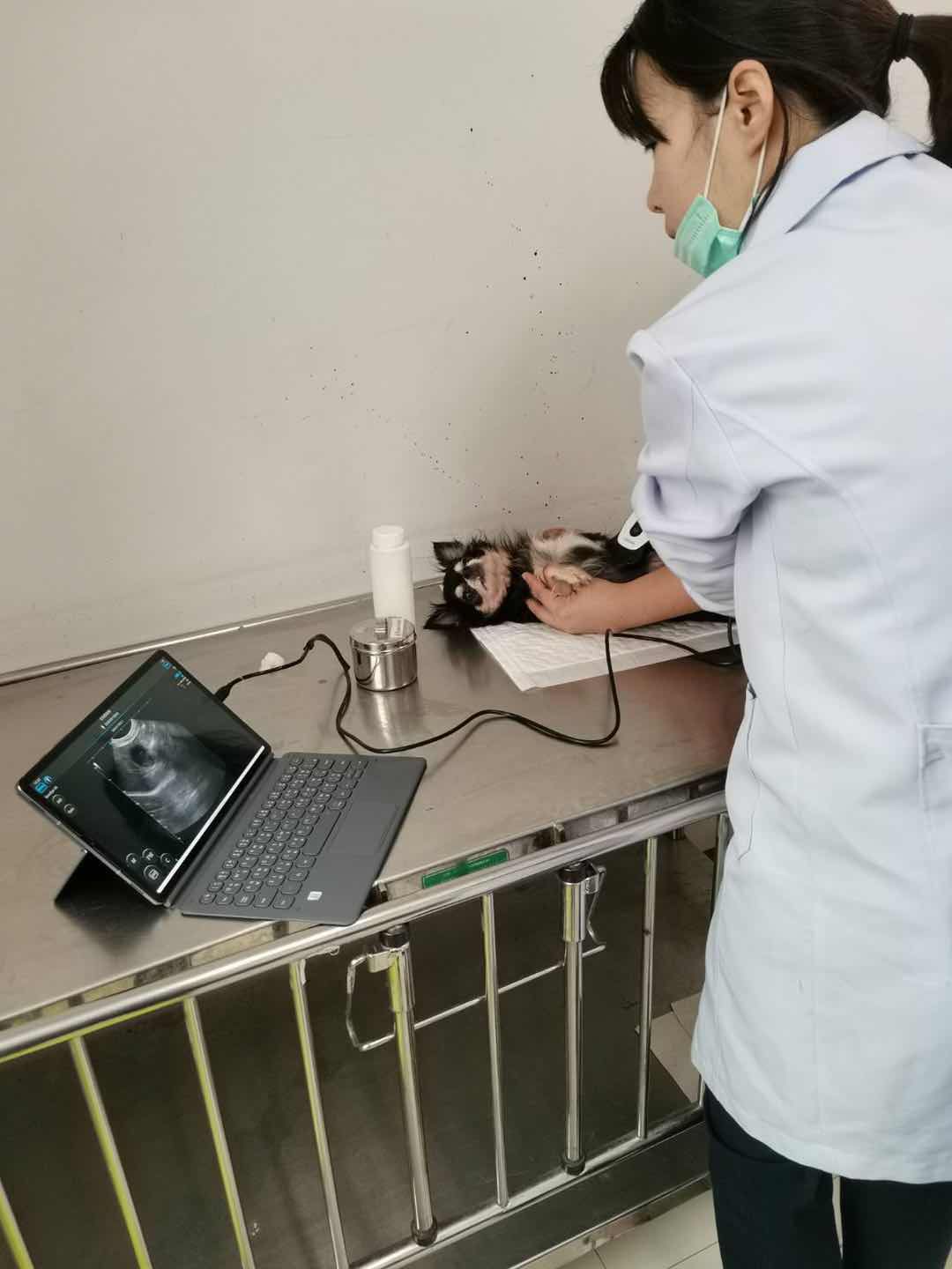  It uses high-frequency sound waves to create detailed images of the dog's reproductive organs, abdominal organs, heart, and blood vessels. 