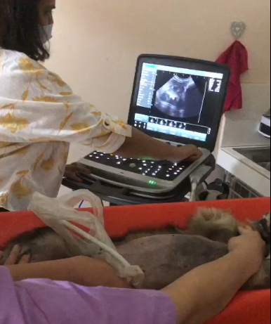 Some dog ultrasound machines may also have features such as color flow imaging, which allows for the visualization of blood flow, and Doppler ultrasound, which allows for the measurement of blood flow.