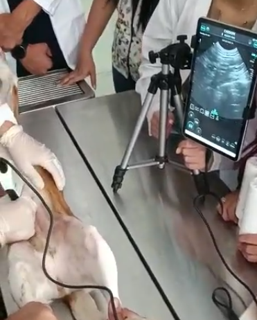 dog ultrasound machine is a valuable tool for veterinarians, allowing them to diagnose and monitor a wide range of conditions in dogs